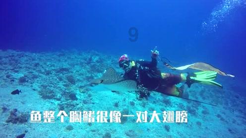 守护飞行城堡